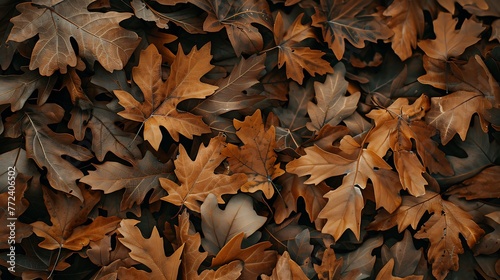 dry oak leaves lying on the ground brown color