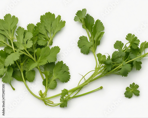 Coriander leaf ,cut out on white background