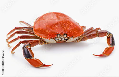 Crab claw, cut out on white background
