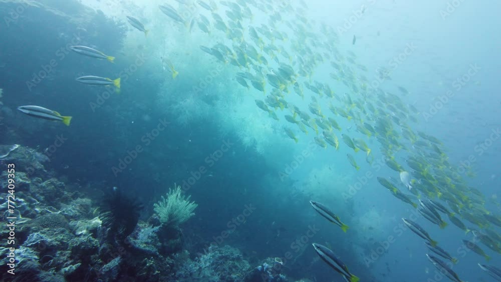 A school of tropical fish in blue water. Beautiful underwater world. Shoal of fishes. Leyte, Philippines.