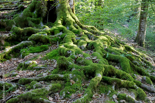 Fabulous roots of a large tree covered with moss
