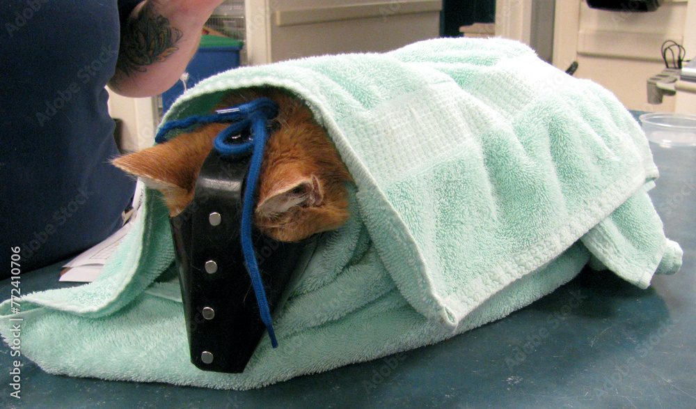 Εκτύπωση καμβά Cat being restrained in a towel and facemask