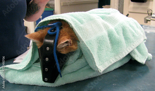 Cat being restrained in a towel and facemask