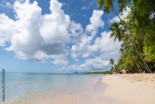 Fototapeta Naklejka Na Ścianę i Meble -  Paysage Tropical en Martinique - Plages des Salines