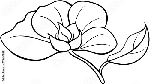 Line Drawing of Sweet Pea Flower Vector Delicate Floral Illustrations 