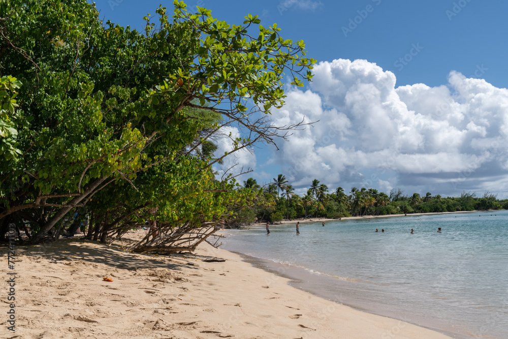 Paysage Tropical en Martinique - Plages des Salines Paysage Tropical en Martinique - Plages des Salines