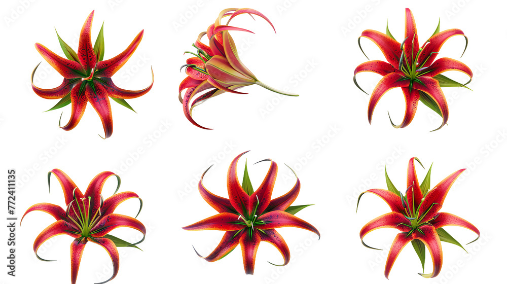 Gloriosa Lily Digital Art in 3D: Vibrant and Colorful Flower Illustration with Transparent Background for Summer Garden Designs