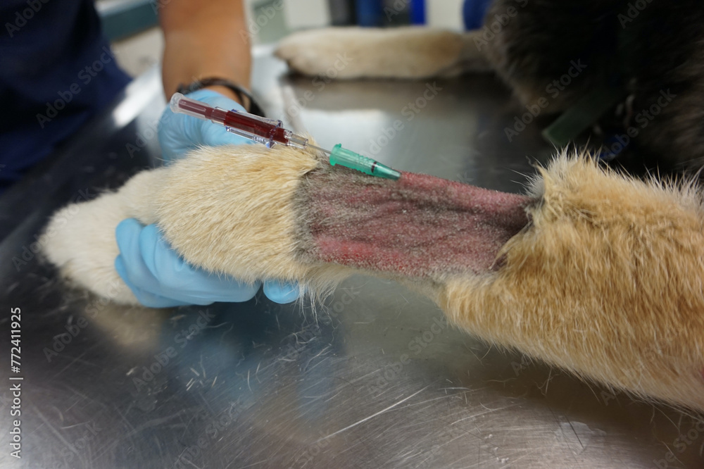 Intravenous catheter dog IV catheter with blood in hub Stock Photo ...