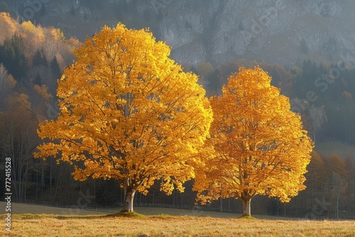 Golden lark trees in autumn in switzerland