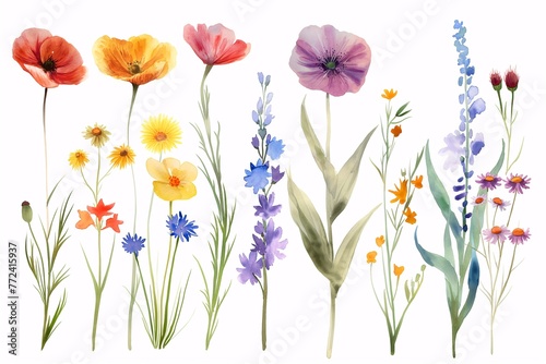 Various watercolor painting of summer flowers