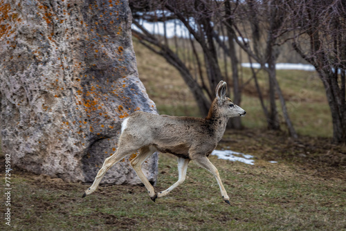 Deer in flight running © John
