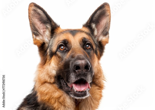 Alert German Shepherd Big Ears on White Background