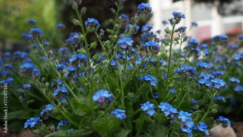Forget-me-nots in the city park. Myosotis is a genus of flowering plants in the family Boraginaceae. Beautiful blue forget-me-nots or scorpion grasses. Garden cultural hybrid. Insects pollinate plants photo