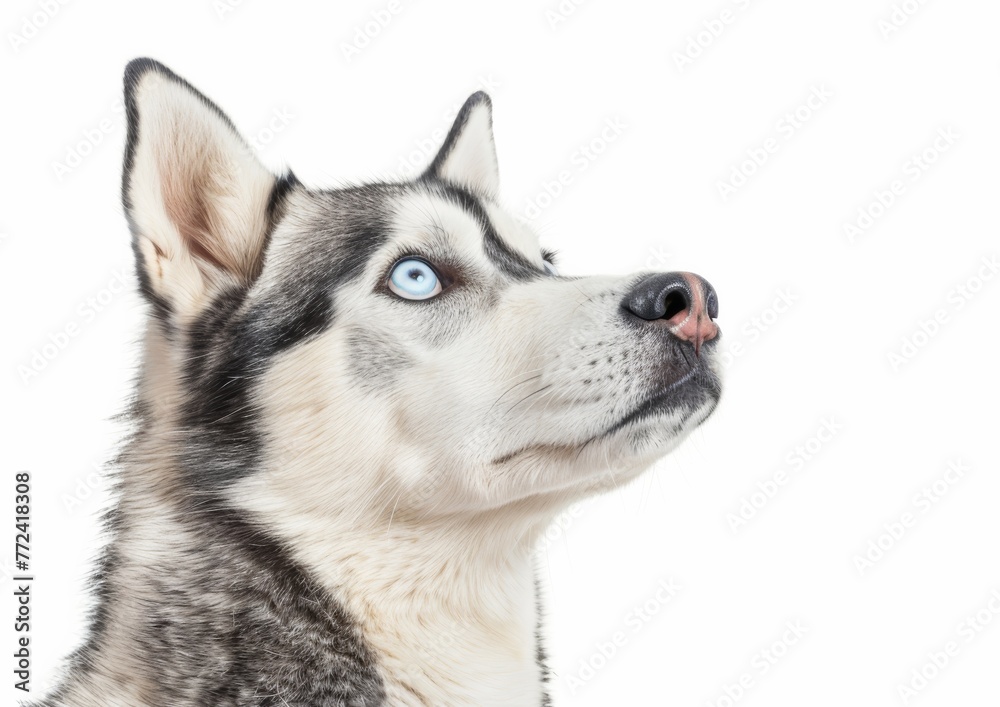 Observant Siberian Husky, Ice-Blue Eyes on White Background