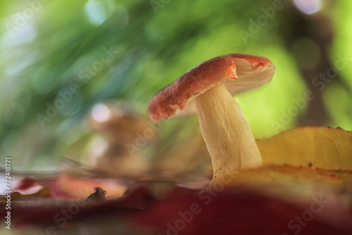 Ground level view of a mushroom from the Russula family in a mixed forest with a natural green and out of focus background