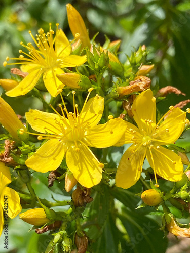Hypericum glandulosum yellow flowers close up.Medicinal herbs growing in wild meadow. Natural herbal medicine, ecology concept.
Selective focus. photo