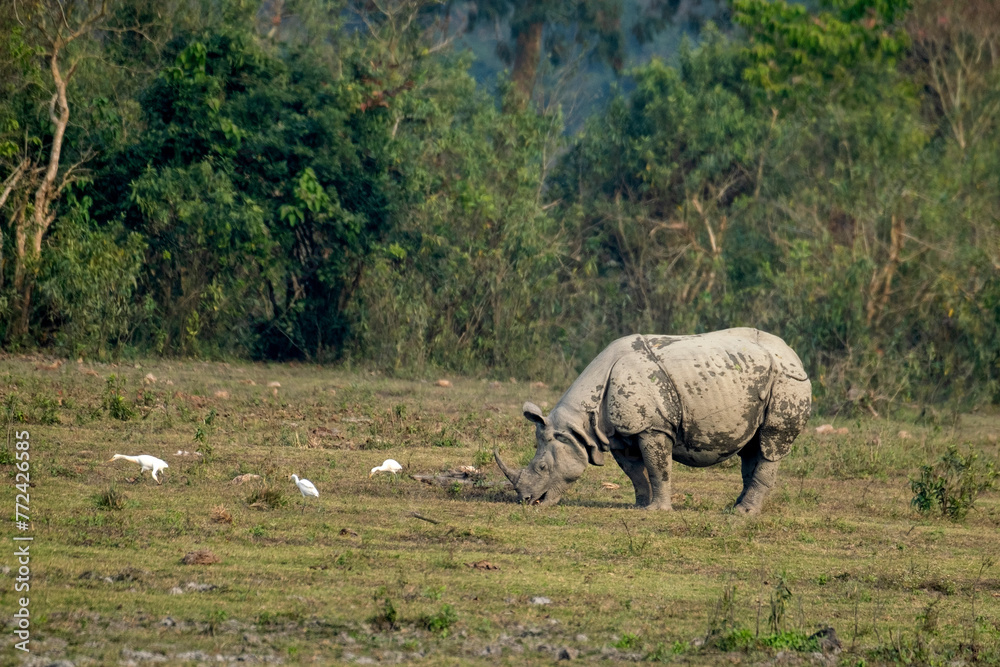 Naklejka premium Indian one-horned rhinoceroses in the wild