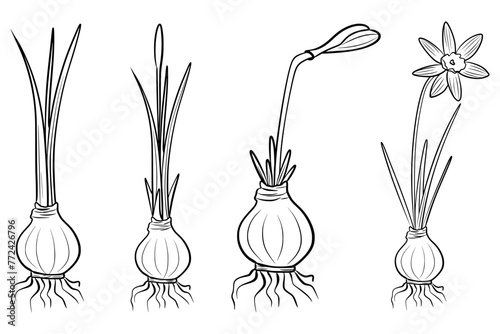 Growth stages of a narcissus from flower bulb to blooming flower, vector doodle illustration, coloring page