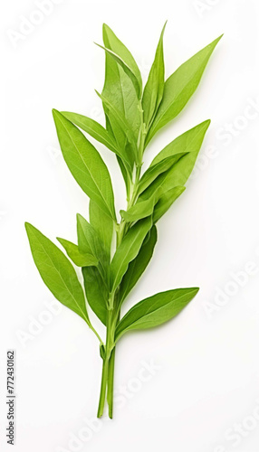 Fresh Herbal Plant Andrographis Paniculata Leaves Generate AI