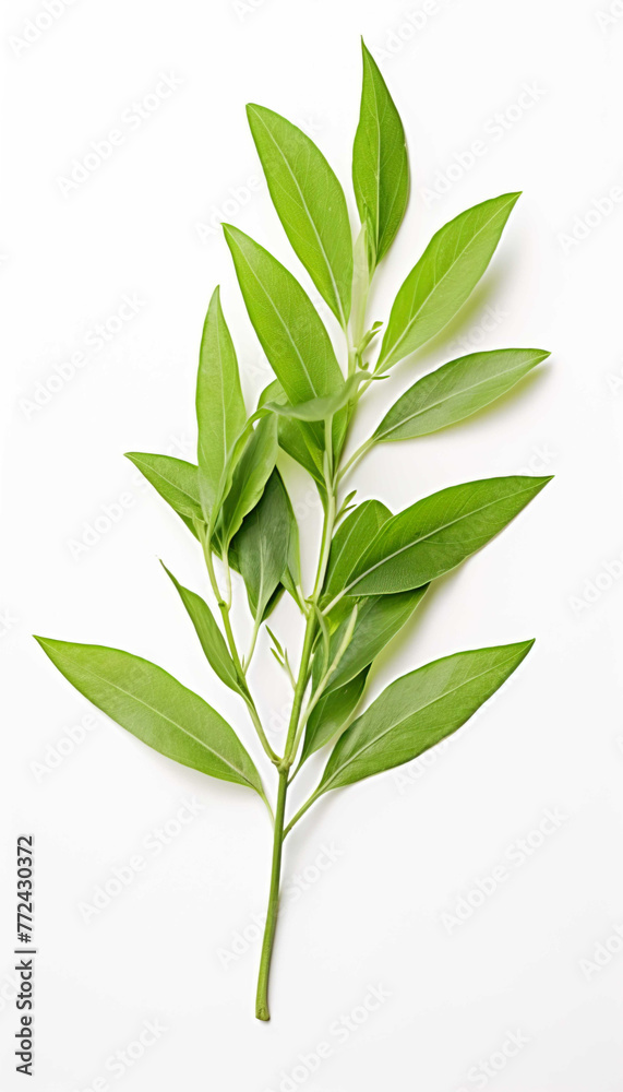 Fresh Herbal Plant Andrographis Paniculata Leaves  Generate AI