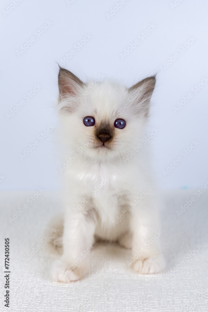 Sacred Birman kitten, birma Cat