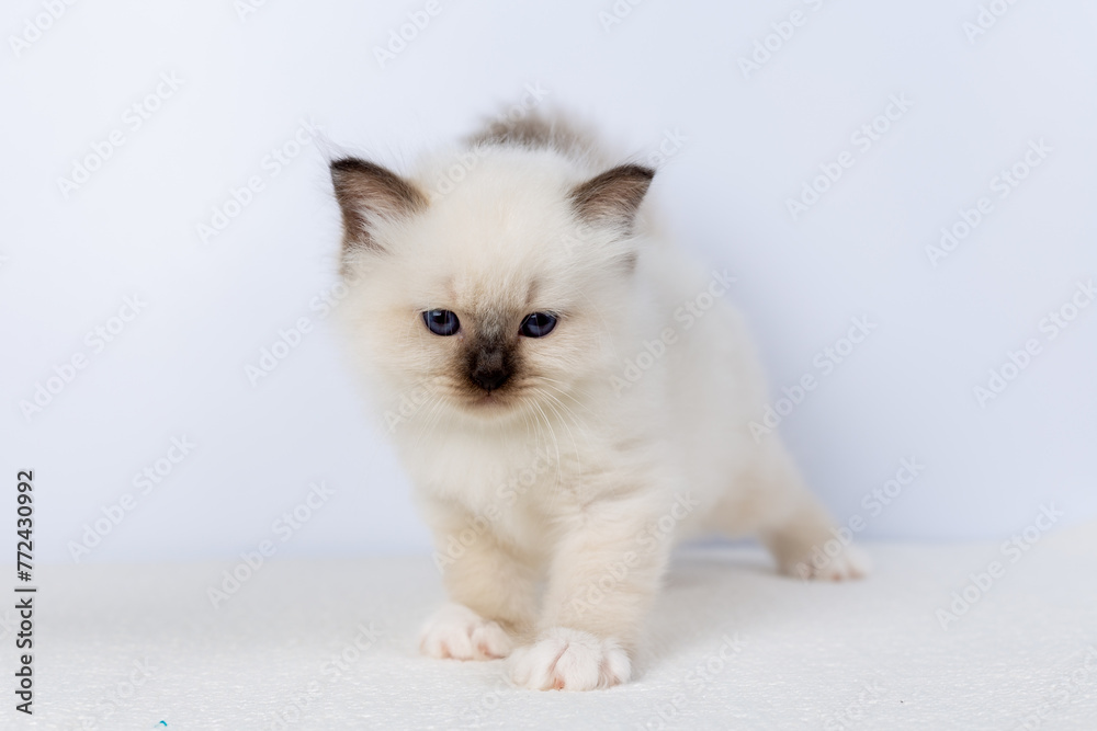 Sacred Birman kitten, birma Cat