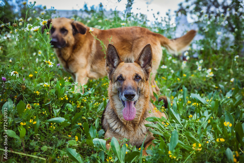 german shepherd dogwith flowers in the nature
