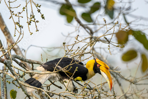 Great Indian hornbill in the wild