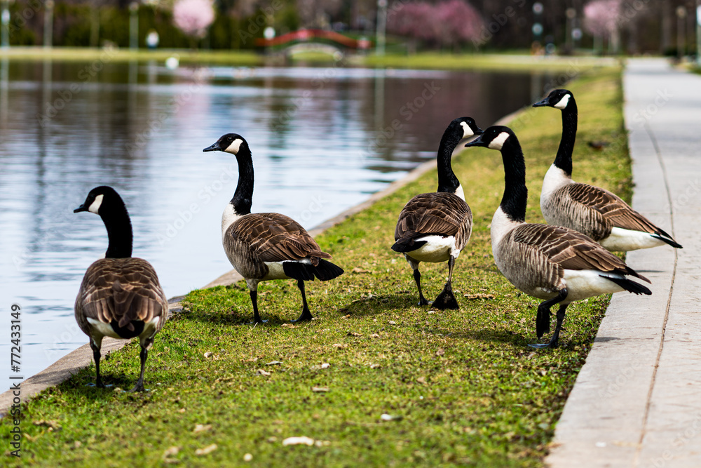 Canada geese in a park in spring Canada geese in a park in spring