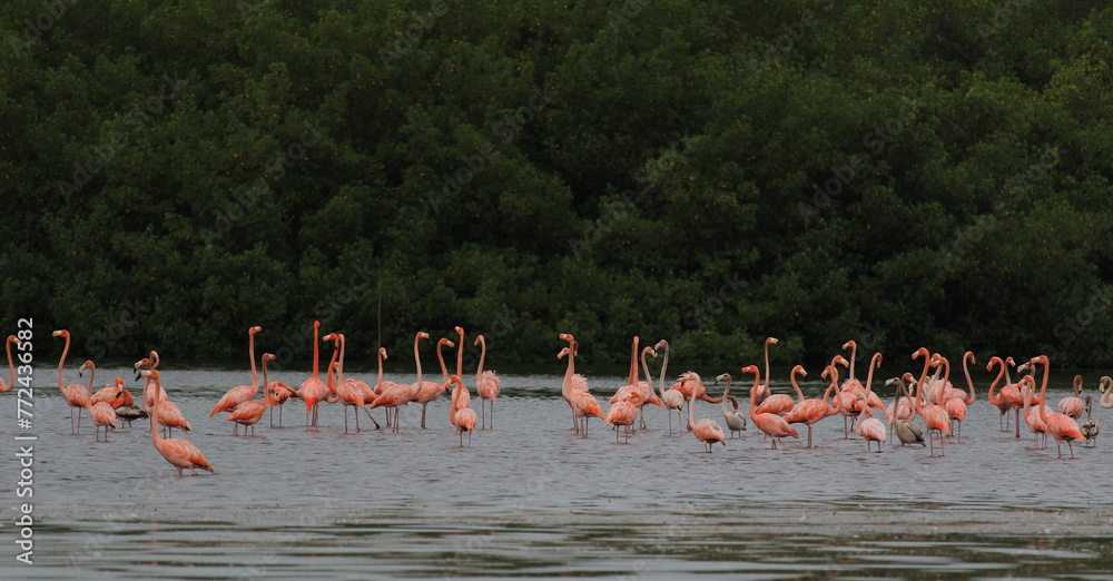 Naklejka premium Flock of flamingos in a rainforest in South America