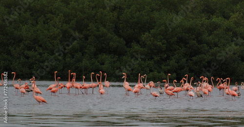 Flock of flamingos in a rainforest in South America