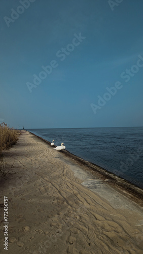 Obraz na płótnie river, sea, swan, sand, waterfront w salonie