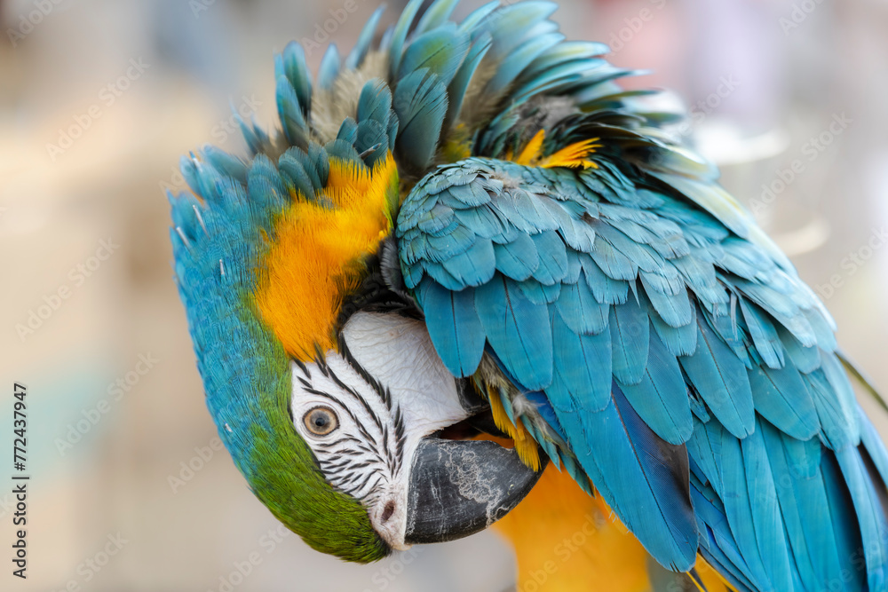 Obraz premium Closeup of colorful macaw bird face. Macro parrot bird head.Blue and gold Macaw parrot. Exotic colorful beautiful African macaw parrot.Bird watching in safari, South Africa wildlife.