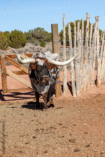 Texas Longhorn Cattle Living at Pipe Springs National Monument