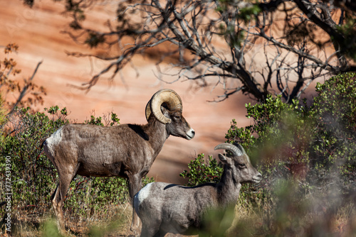 Bighorn Sheep in Zion National Park