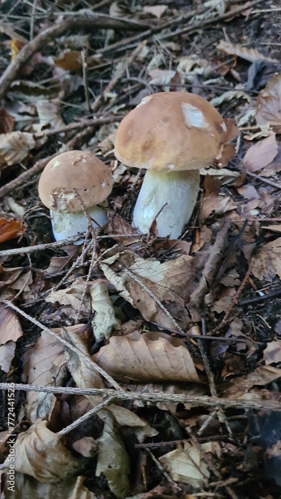 mushrooms in the forest mushrooms in the forest