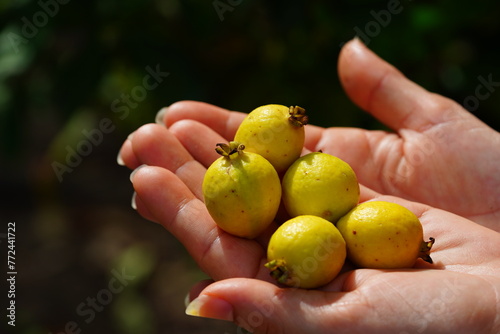 Yellow cattle guava (Psidium cattleyanum, Myrtaceae), also known as yellow strawberry guava or cherry guava. The tree fruits are sweet and have a special flavor. Solimoes, Rio Tapajos, Brazil.
