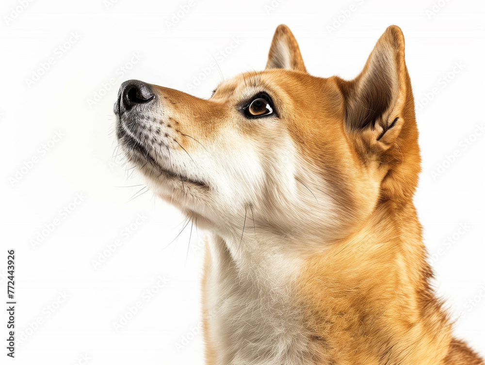A Shiba Inu with a curious look, white studio background A Shiba Inu with a curious look, white studio background