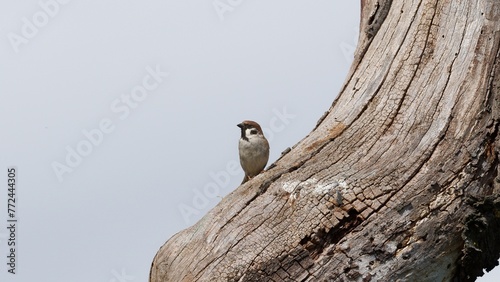 bird on a tree © djenev