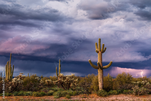 Sonoran desert landscape with Saguaro cactus and storm clouds