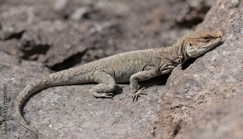 A Lizard With Its Body Blending Into A Rocky Surfa