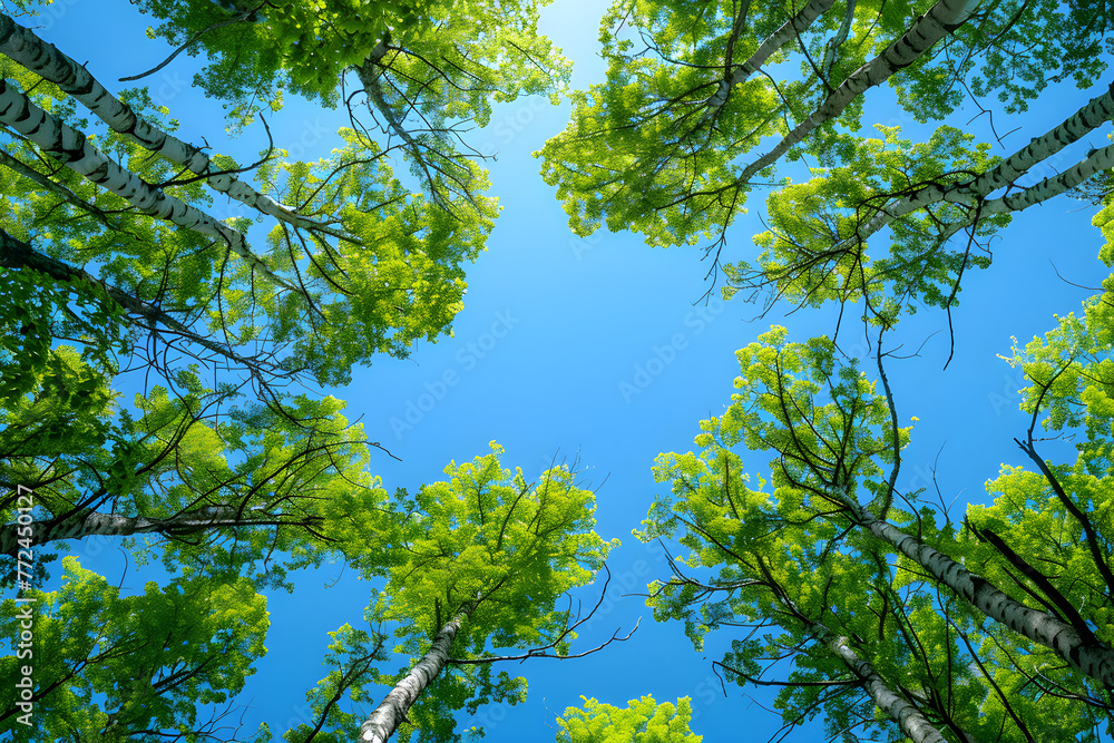 Vertical image of clear blue sky and green trees, perfect for earth day or world environment day desktop backgrounds. Vertical image of clear blue sky and green trees, perfect for earth day or world environment day desktop backgrounds.