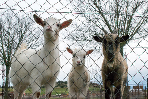 goat animals behind a fence in a field