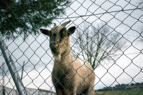 A goat animal behind a fence in a field