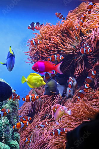 Tropical fish and coral in aquarium