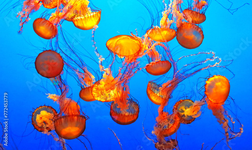 Group of jellyfish in an aquarium