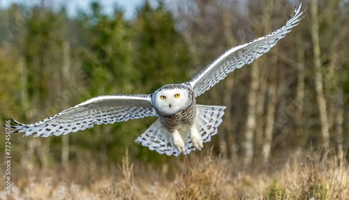 snowy owl - Bubo scandiacus -  aka polar, Arctic owl is a large, white owl of the true owl family. Snowy owls are native to the Arctic regions of both North America and the Palearctic.  In flight