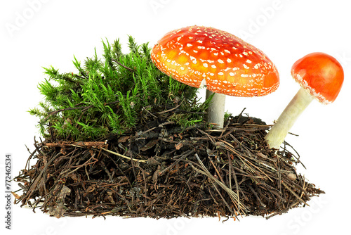 Pile of forest soil and green moss with mushrooms isolated on a white background. Fly agaric mushrooms, Amanita muscaria.