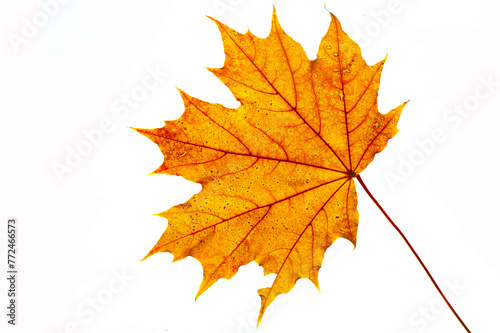 Stunning close-up photos of autumn maple leaves. Ideal for seasonal marketing campaigns or social media posts. Captures the beauty and detail of nature up close.