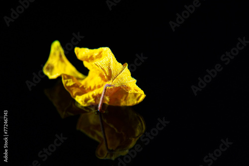 Beautiful contrast between the bright yellow hibiscus leaf and the black background. Ideal for use in food photography or as a decorative element. Natural and visually appealing option